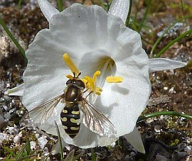 Late winter and early spring in C Spain